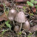 두엄먹물버섯 ( 먹물버섯과; Coprinus atramentarius (Bull. : Fr.) Fr.) 이미지