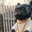 대형애견 이미지