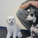 아따멍멍 이미지