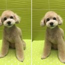 애플동물병원 이미지