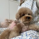 러블리댕 이미지