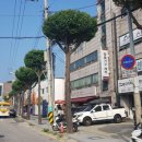 가로수길 - 익산시 인북로32길 36 | 가로수길