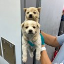 청주시 반려동물보호센터 이미지