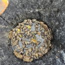 형제돌구이 | 25.10.24~26 고흥형제섬캠프타운 할로윈캠핑