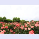 곡성-099 티스토리