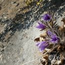 동강의품속 이미지