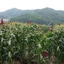 선화농장2 이미지