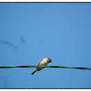 쌍둥이네 농장 이미지