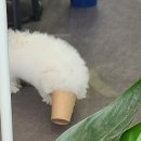 여주 멍스타 이미지