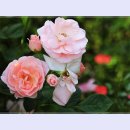 곡성-079 이미지