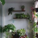 플랜테리어 홈가드닝 이미지