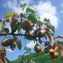 똘배농장 이미지