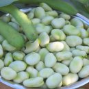 자이언트파마 이미지