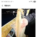 6월20일 토 여수 해호2호 한치낚시 정출 본공지 이미지