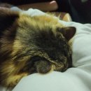 제일동물병원 | 노령묘 고양이 치주염, 스케일링, 치아 발치 전발치 비용, 서울 동물 병원 추천 및 후기! 태일동물치과병원