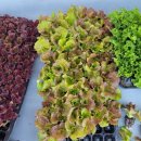 선학요양원 이미지