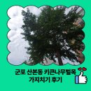 고산면 행정복지센터 | 군포 산본동 키큰나무벌목 가지치기 후기