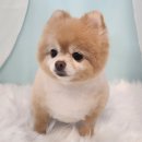 까까오 dog 이미지