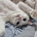 베이직 동물병원 이미지