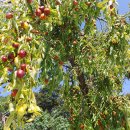 천일농장 이미지