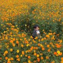 이인농장 | [전남 화순] 화순 가을꽃축제 2025 후기｜꽃은 여전히 만개! (11월2일까지 관람 가능)