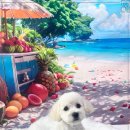 비비펫살롱 이미지