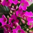 4842 | 날 구룡포에서 울 뻔했다… 찹쌀찐빵 한 개에 봄비 우울함이 싹 날아간 구룡포행복한찹쌀꽈배기 방문후기