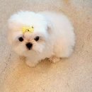 수려하개 이미지