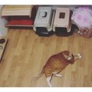 숑숑 그루밍 이미지