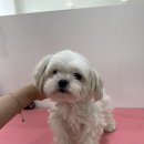 샤인펫 (Shine pet) 이미지