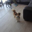 청평옆집언니 이미지