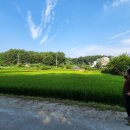 방삼(칠곡리) 이미지