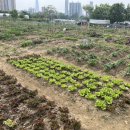 구민농장 이미지