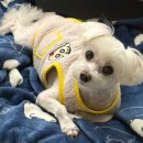 도그살롱바른핏 | 의정부 강아지 미용실 추천 솜이의 단골 미용실 도그살롱바른핏💈