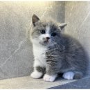 고양이입양소 이미지