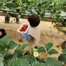 하나농장 | 서울근교 양주 아이랑 딸기농장체험 하나농원 3년차 딸기농장 내돈내산 후기 입장료무료,1200평 아이...