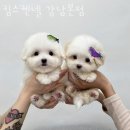 강남켄넬 이미지