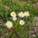 하얀민들레 이미지