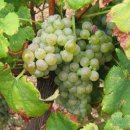 비오니에(Viognier)
