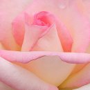 로제펜션 이미지