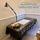 멍멍이를 부탁해 | 공덕역 왁싱샵 '왁싱린n속눈썹 공덕점' 무통증 브라질리언왁싱 찐 후기