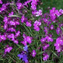 로벨리아 이미지