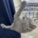 아리스타펫호텔 이미지