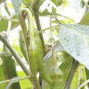 보은농장 이미지