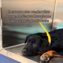 지 동물병원 이미지