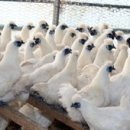 백봉닭농장 이미지