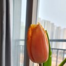 루화플라워