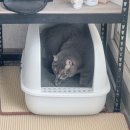 프리와이드 | 고양이 화장실 추천 페스룸 와이드커브 더스트프리 벤토나이트 후기