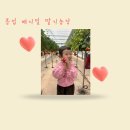 주차33 | 원주근교 원주 메지밀딸기농장 33개월 딸기따기체험 후기(주차,예약,토끼먹이주기)