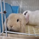 전주 햄스터 이미지